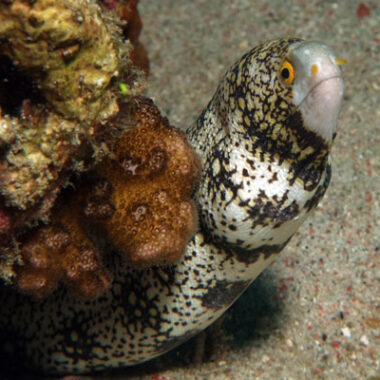 Eel Rock